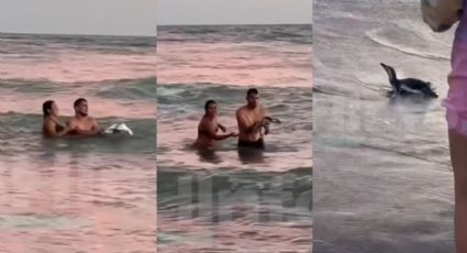 Una pareja sacó un pingüino del mar, para tomarse selfies