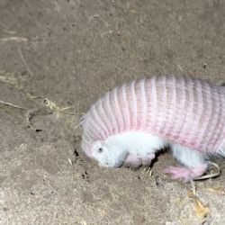 Reapareció un “hada rosa” en la Reserva de Biósfera Ñacuñán