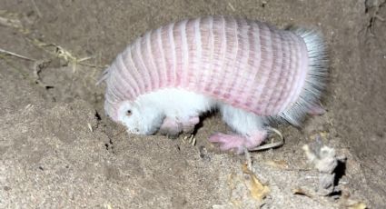 Reapareció un “hada rosa” en la Reserva de Biósfera Ñacuñán