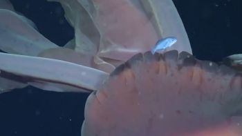 Video: encontraron una medusa gigante en el Mar Argentino