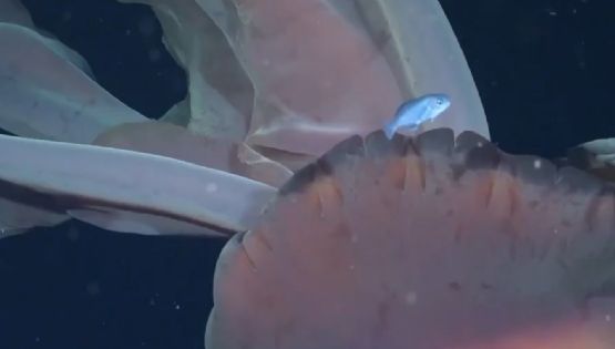 Video: encontraron una medusa gigante en el Mar Argentino