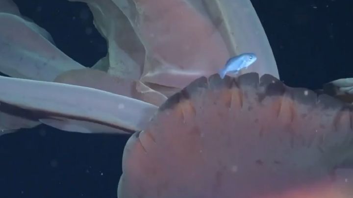 Video: encontraron una medusa gigante en el Mar Argentino