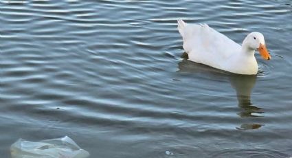 Alerta en el parque Canota de Maipú: piden a los vecinos no arrojar basura a los patos
