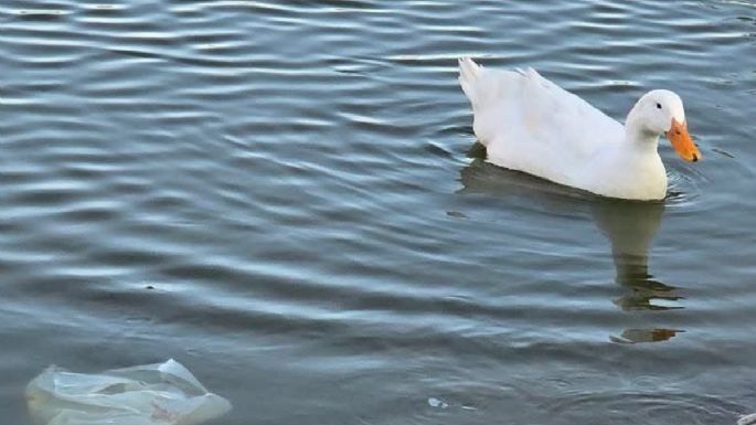 Alerta en el parque Canota de Maipú: piden a los vecinos no arrojar basura a los patos