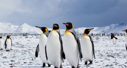 Rescataron un pingüino rey en Vicente López