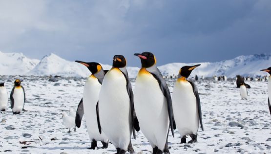 Rescataron un pingüino rey en Vicente López