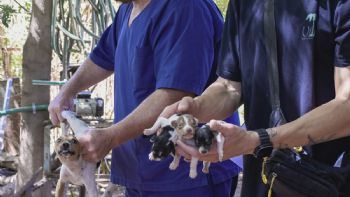 Desbarataron un criadero clandestino y rescataron 80 perros