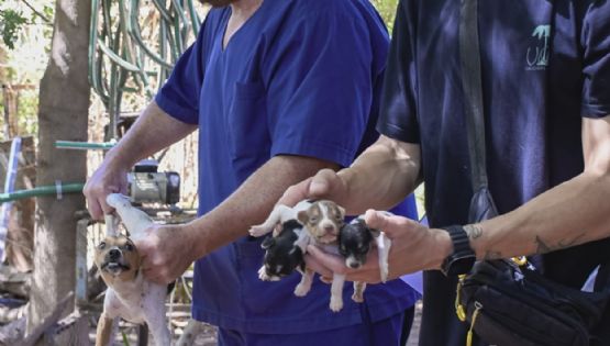 Desbarataron un criadero clandestino y rescataron 80 perros