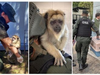 Encontraron un mono Carayá en una casa de La Matanza 