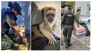Encontraron un mono Carayá en una casa de La Matanza 