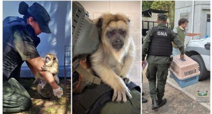 Encontraron un mono Carayá en una casa de La Matanza 