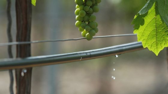 Una historia que no debe terminar: “El Fondo de Transformación y Crecimiento”