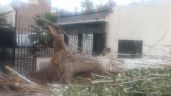 Foto ilustrativa de la nota titulada: Un árbol caído bloquea una vereda en Ciudad desde hace dos meses