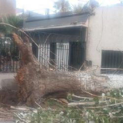 Un árbol caído bloquea una vereda en Ciudad desde hace dos meses