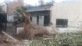 Un árbol caído bloquea una vereda en Ciudad desde hace dos meses