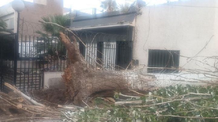 Un árbol caído bloquea una vereda en Ciudad desde hace dos meses