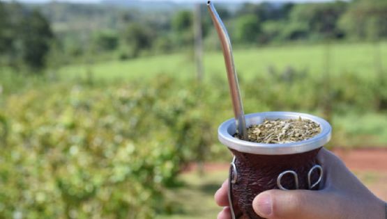 El consumo de yerba mate cayó 9 por ciento en el último año