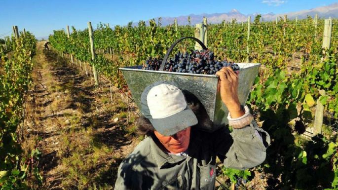 Cuántas toneladas de uva tiene que levantar un cosechador para cubrir la CBT