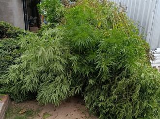 Qué pasó con un vivero de marihuana en Maipú