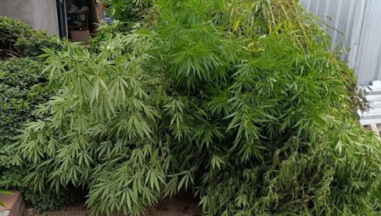 Qué pasó con un vivero de marihuana en Maipú