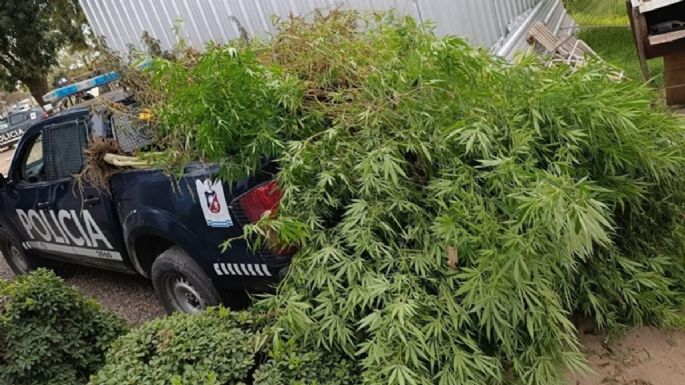 Qué pasó con un vivero de marihuana en Maipú