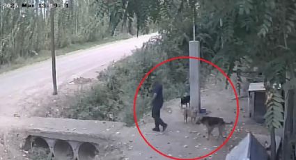 Video: captan el triste momento en que un hombre abandona a un perro en un refugio