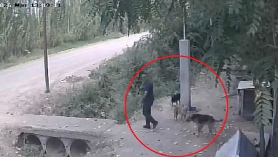 Video: captan el triste momento en que un hombre abandona a un perro en un refugio