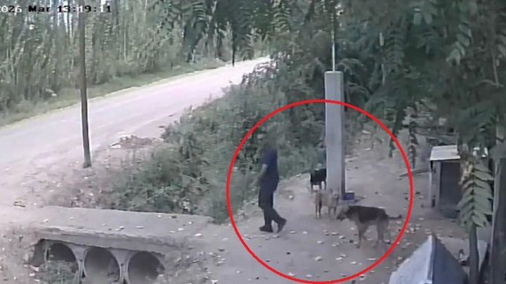 Video: captan el triste momento en que un hombre abandona a un perro en un refugio