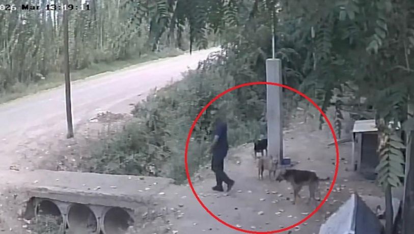 Video: captan el triste momento en que un hombre abandona a un perro en un refugio