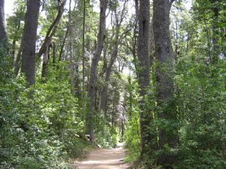 Un proyecto de ley fija hasta 10 años de prisión por destruir bosques nativos