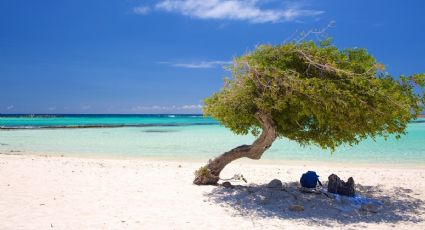 Manuel Adorni viajó a Aruba en primera clase, junto a toda su familia y pagó en efectivo