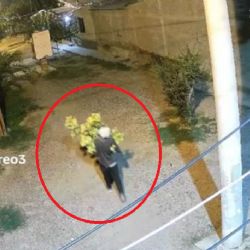 Como pancho por su casa: trasladaba una planta gigante de "marihuana" y lo engancharon