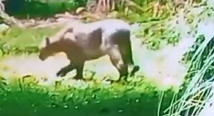 Alarma por la aparición de un puma en un barrio privado