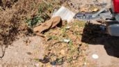 Foto ilustrativa de la nota titulada: Indignación en Vertientes del Pedemonte: arrojan basura a diario, pese a las limpiezas