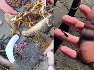 Pez pene: aparecieron miles de ejemplares en las costas de Chubut