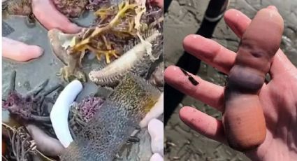 Pez pene: aparecieron miles de ejemplares en las costas de Chubut