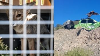 Un zorro gris y un flamenco austral entre los animales rehabilitados en el Ecoparque