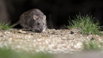 Hantavirus: enviaron un equipo del Malbrán a Ushuaia para detectar la presunta circulación 