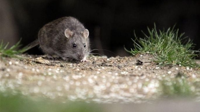 Hantavirus: enviaron un equipo del Malbrán a Ushuaia para detectar la presunta circulación 