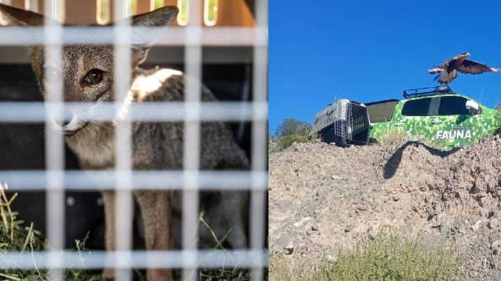 Un zorro gris y un flamenco austral entre los animales rehabilitados en el Ecoparque