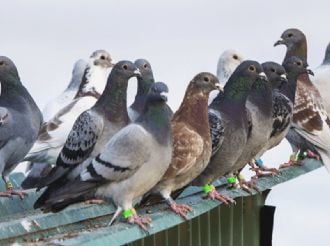 Hojarasca: se anulan premios por descubrir minas de carbón y registro de palomas