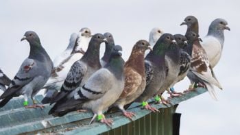 Hojarasca: se anulan premios por descubrir minas de carbón y registro de palomas