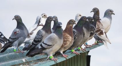 Hojarasca: se anulan premios por descubrir minas de carbón y registro de palomas