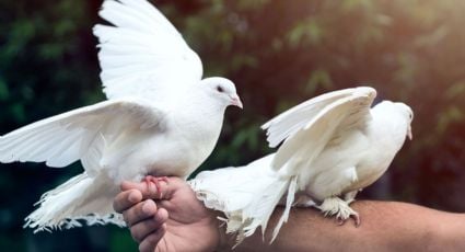 Colombófilos se quejan por la decisión de desregular a las palomas mensajeras