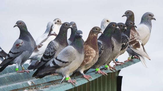 Hojarasca: se anulan premios por descubrir minas de carbón y registro de palomas