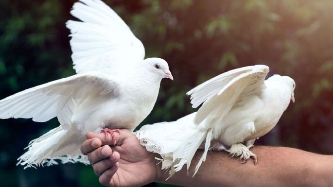 Colombófilos se quejan por la decisión de desregular a las palomas mensajeras