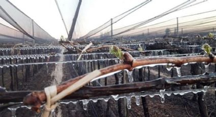 Declararon emergencia agropecuaria en 13 departamentos de Mendoza 