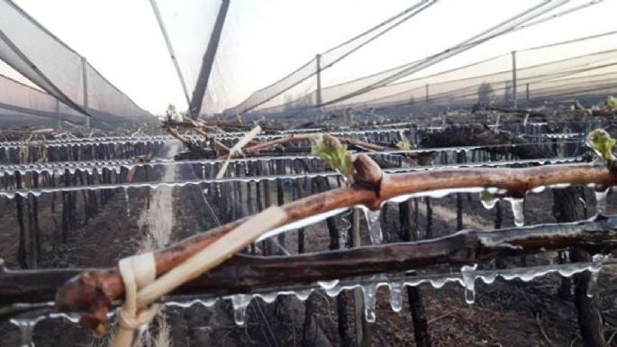 Declararon emergencia agropecuaria en 13 departamentos de Mendoza 