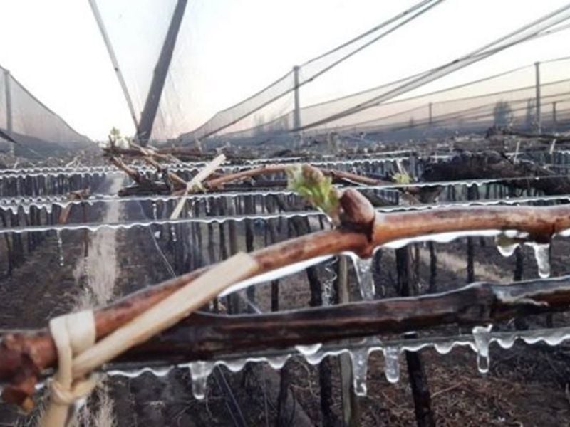 Declararon emergencia agropecuaria en 13 departamentos de Mendoza 