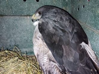 Especie protegida: investigan la muerte de cinco águilas moras en Rivadavia 